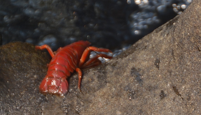 red crawfish on river rocks
